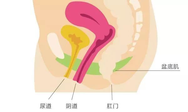 世界尿失禁周丨關(guān)愛女性 關(guān)注盆底健康