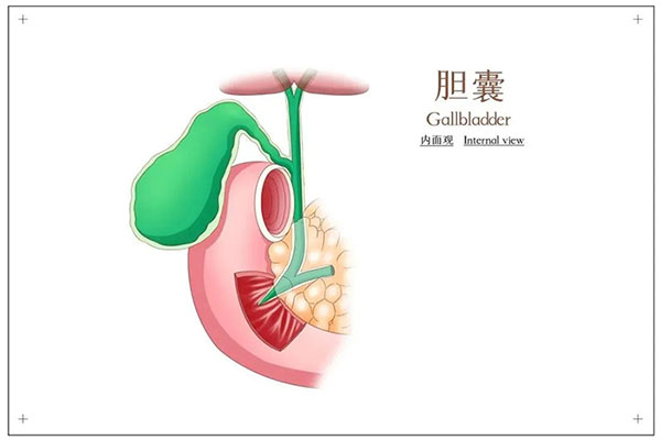 患有膽結(jié)石，不想切膽怎么辦？